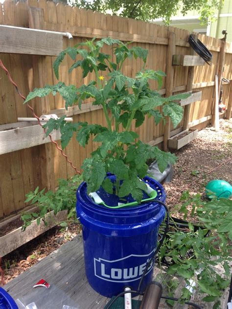 Pin on My hydroponic tomatoes