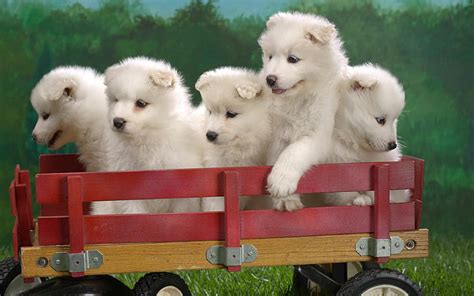HD wallpaper: Wagonload of Samoyed Puppies | Wallpaper Flare