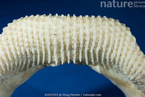 Nature Picture Library Zebra shark (Stegostoma fasciatum) detail of lower jaw teeth used for ...