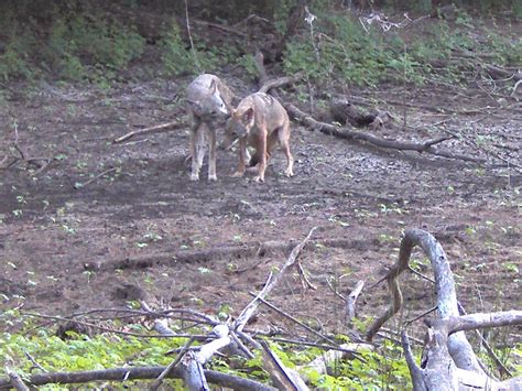 North Texas Coyotes – DFW Urban Wildlife