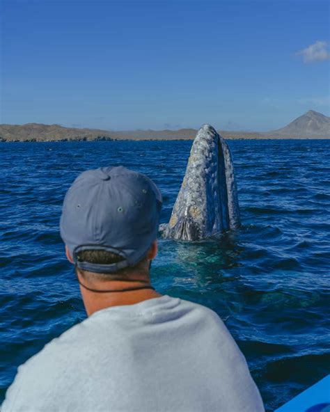 Guide to Whale Watching in Baja California Sur