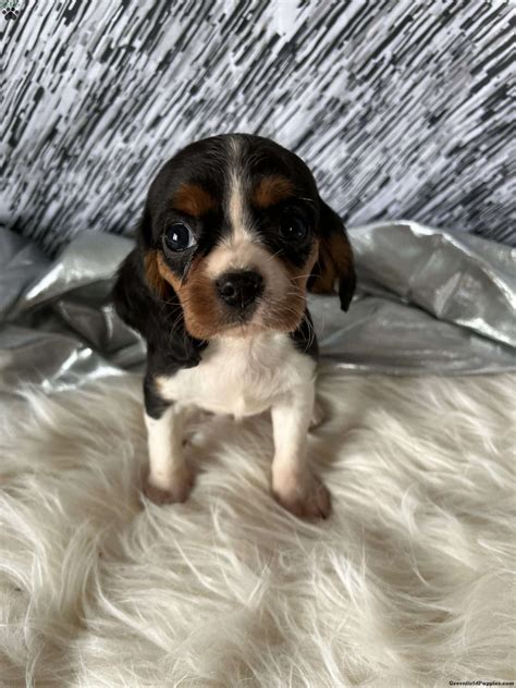 Cavalier King Charles Mix Puppies For Sale | Greenfield Puppies