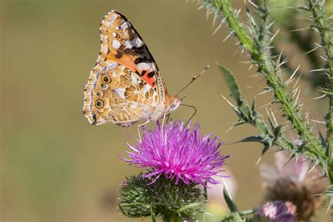 Vanessa cardui - Butterflies of Croatia