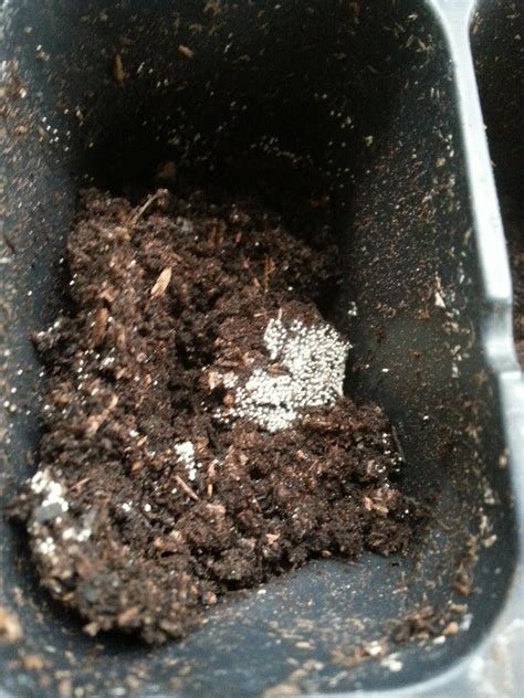 fungus - What are these specks of white fuzz in some of my potting soil? - Gardening ...