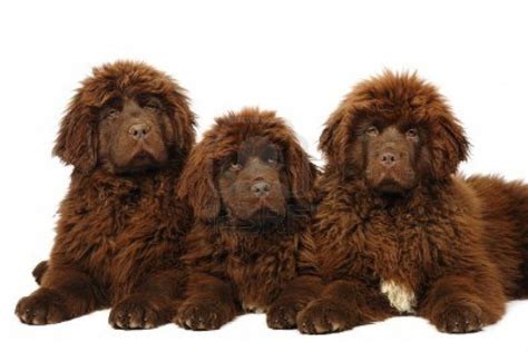 Brown Newfoundland puppies :) | Newfoundland puppies, Newfoundland dog, Puppies