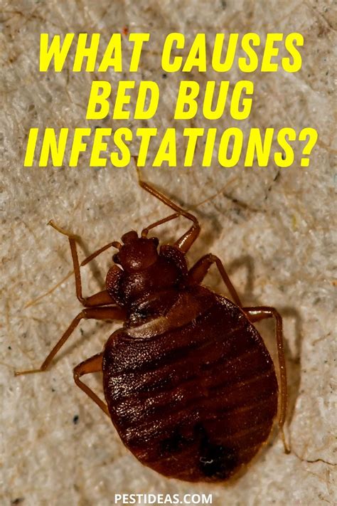 What Causes Bed Bug Infestations | Bed bugs, Rid of bed bugs, Bed bugs infestation