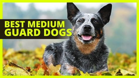 BEST MEDIUM GUARD DOGS | Top 8 breeds of guard dogs for families - YouTube