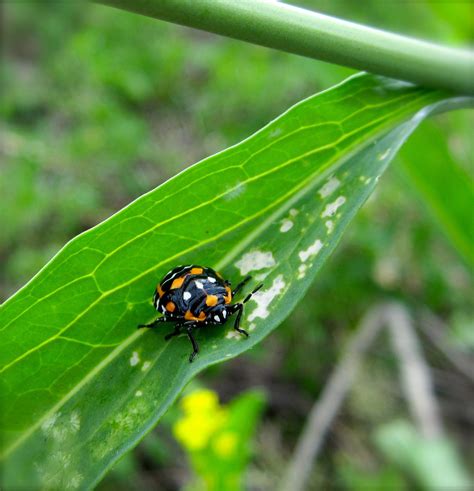 Pin on Tree of Life -- Beetles I