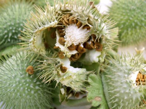 moonflower seed pods | Flickr - Photo Sharing!