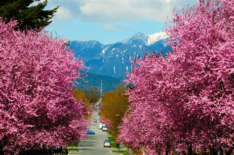 30 colourful photos of Vancouver Cherry Blossoms | News