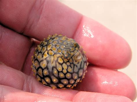 pufferfish | found in my casting net along the beach Since t… | Flickr