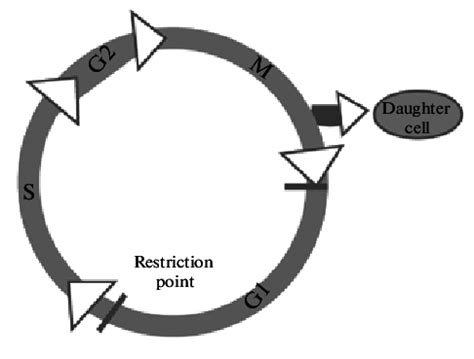 Phases of the proliferation cycle. A cell sequentially passes four... | Download Scientific Diagram