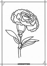 Carnation Coloring Pages Printable For Free Download  Flower Coloring Page sketch template