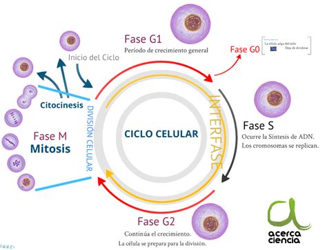 Biologia: Fases del ciclo celular