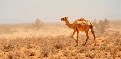 Somalia conflict and famine: the causes are bad governance, not climate ...