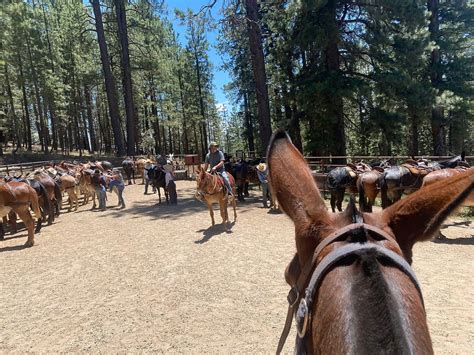 Grand Canyon North Rim Mule Rides -Tour (Tropic) - All You Need to Know ...