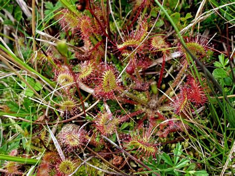 Sundew Plant Complete Care | Plantly