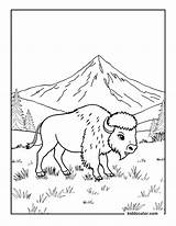 Free Printable Bison Coloring Pages For Kids  Kiddocolorcom sketch template