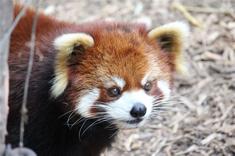 Red Panda - Philadelphia Zoo | Red panda, Animals