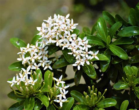 Ixora Dwarf (White Rangan ) Plant - Nestreeo.com