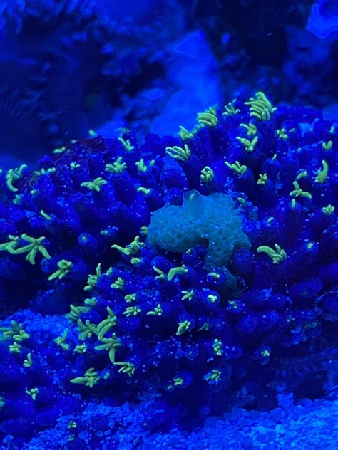 Can someone ID this green thing on my GSP coral. Green Sponge???? The ...