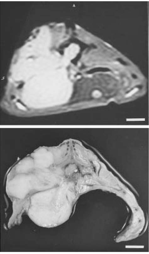 Transverse craniocaudal sections of the snake reveal the neoplastic ...