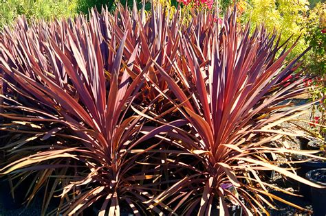 Cordyline Red Sensation | Lakeside Plants & Nursery