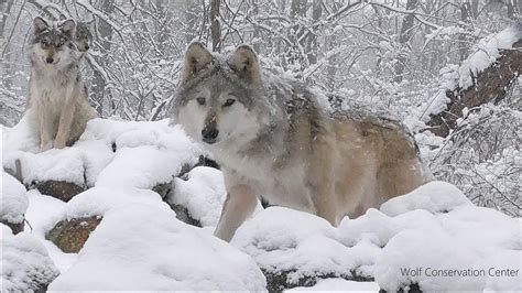 Endangered Mexican Gray Wolves in the Snow - YouTube