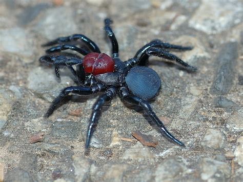 Red-headed Mouse Spider - The Australian Museum