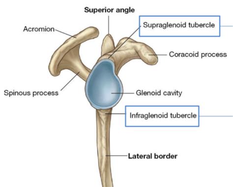 Supraglenoid Tubercle Of Scapula