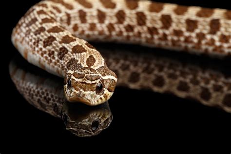 Western Hognose Snake Care Guide & Prices » Petsoid