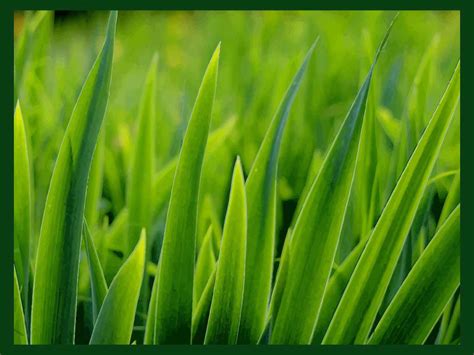 Grass Close Up