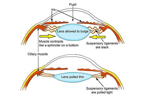 Ciliary muscles and suspensory ligaments connected to lens