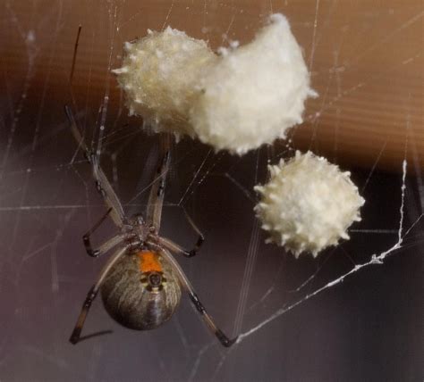 american house spider egg sac - Thi Stiltner