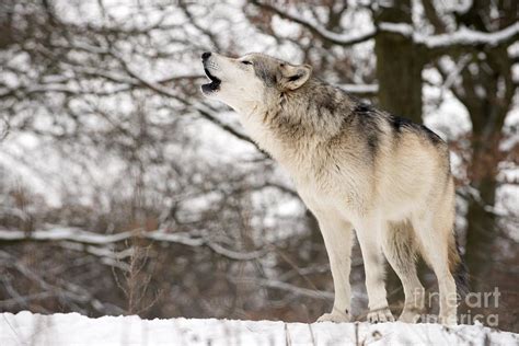 Gray Wolf Howling Photograph by Louise Murray - Fine Art America