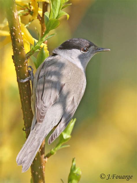 Eurasian Blackcap - Sylvia atricapilla male adult - jufo117734