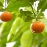 Calamondin Recipes