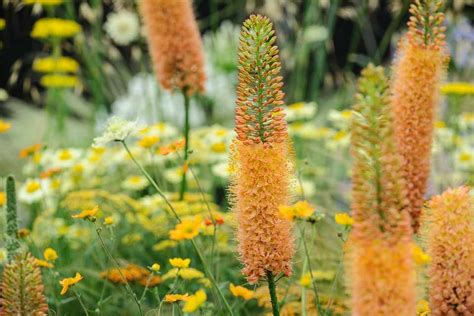 12 of the Best Plants for Dry Soils - BBC Gardeners World Magazine