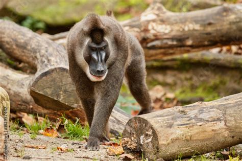 Drill monkey, Mandrillus leucophaeus, resting in the nature habitat ...