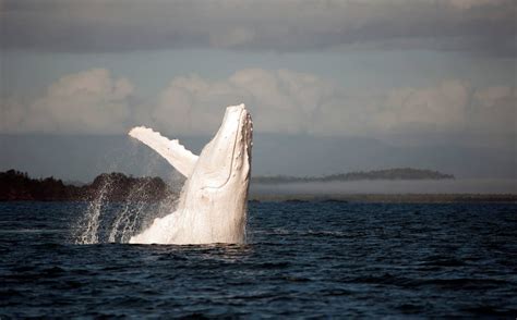 An Albino Humpback Whale. : pics