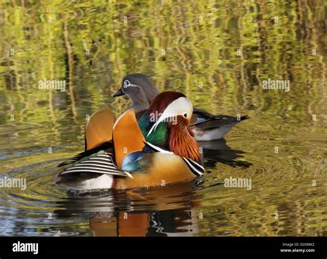 Mandarin Duck Pair Stock Photo - Alamy