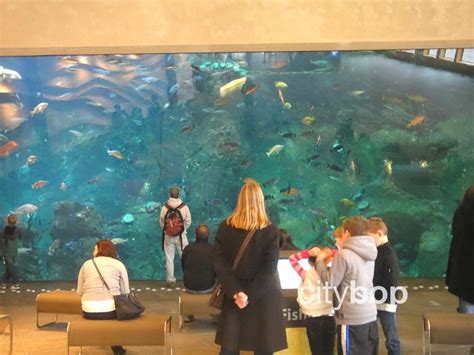 10 BEST Things to Do at Seattle Aquarium - CityBOP