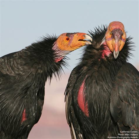 September Virtual MEEting: California Condor Recovery Program 9/28/21 - THE LAHONTAN AUDUBON SOCIETY