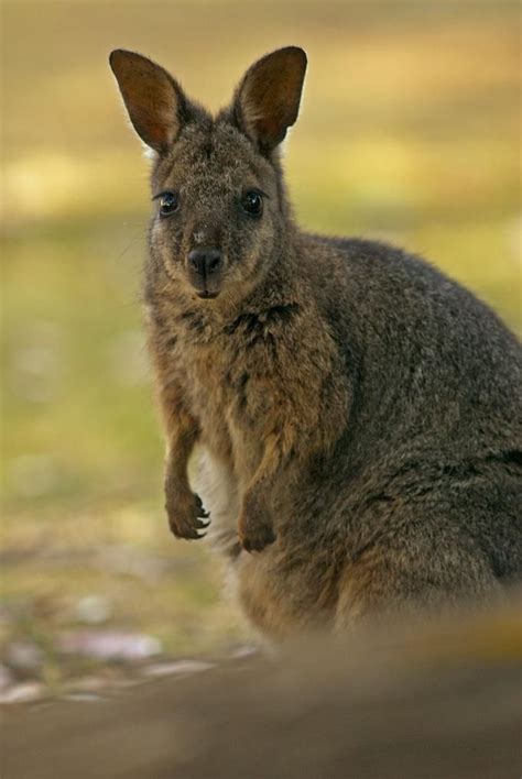 Currently my favorite animal! A wallaby!!! | Animals, Pet birds, Wallaby