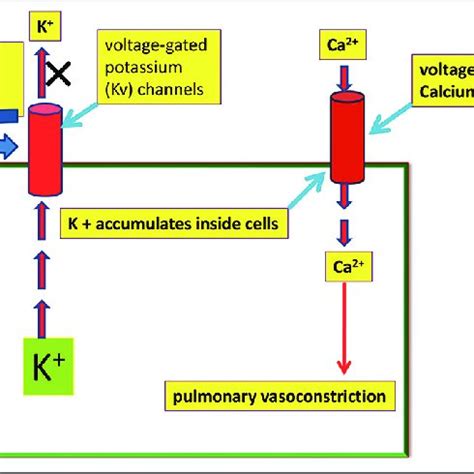 The mechanism of hypoxic pulmonary vasoconstriction. Hypoxia causes ...