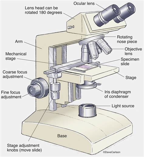 Microscope Drawing Worksheet At Paintingvalley Explore — db-excel.com