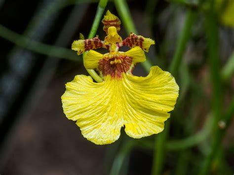 What Is An Oncidium Orchid: Information About Oncidium Orchid Care