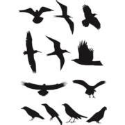 Bird Silhouette 01 - PNG Logo Vector Brand Downloads (SVG, EPS)