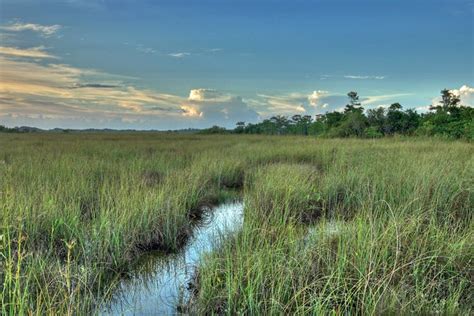 Climate Change Alters What's Possible in Restoring Florida's Everglades ...