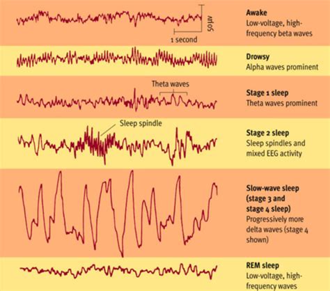 Circadian, infradian and ultradian and the difference between these ...